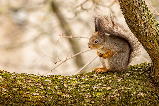 Squirrel in the garden