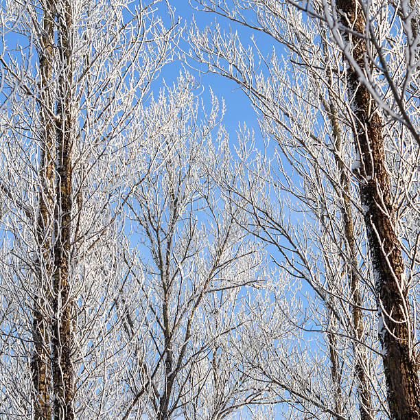 Tree Canopy and Hoarfrost