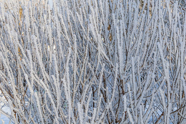 Hoarfrost accumulating on bare tree branches, forming a delicate white layer. Representing extreme cold, winter, and nature's patterns