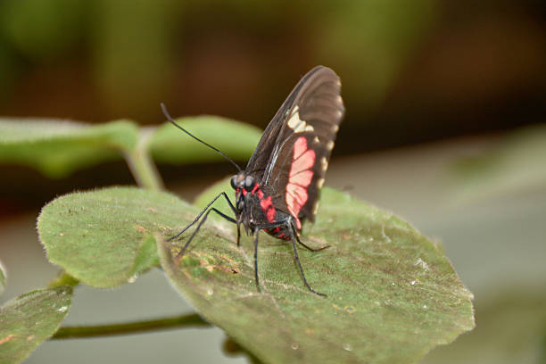 A red-patched heart butterfly rests gracefully on a green leaf, displaying the dramatic contrast between the deep black of its wings and its intense crimson markings. The composition highlights the subtle texture of the wing surface against the blurred green background, creating a visually powerful piece for entomology content, nature catalogs, or wildlife-inspired graphic design