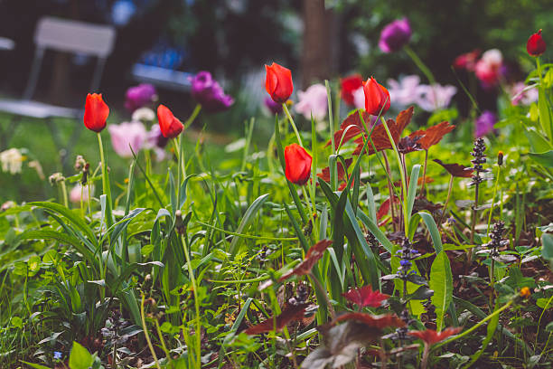 Flowers in the garden