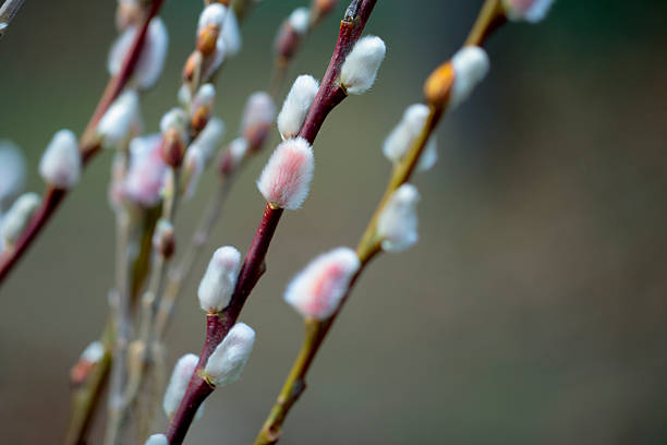 Flower arrangement in the garden