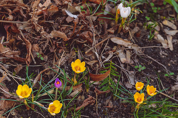 Flowers in the garden