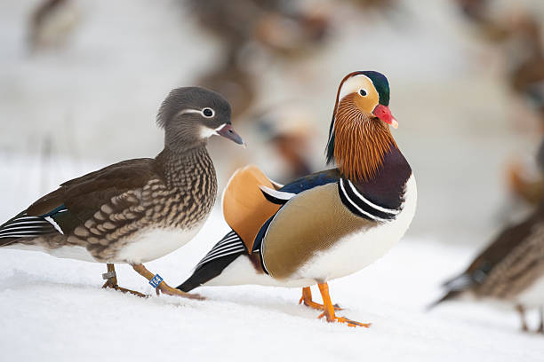 From its detailed, fuzzy head to its multi-colored wings, the mandarin duck is both stunning and adorable.  If you are fortunate enough to see one of these birds, you will left in awe by its beautiful colors and cute shape.  I captured this photo in Anaheim's Yorba Regional Park.