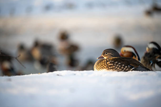 wild ducks walk in the snow near the pond in the city park