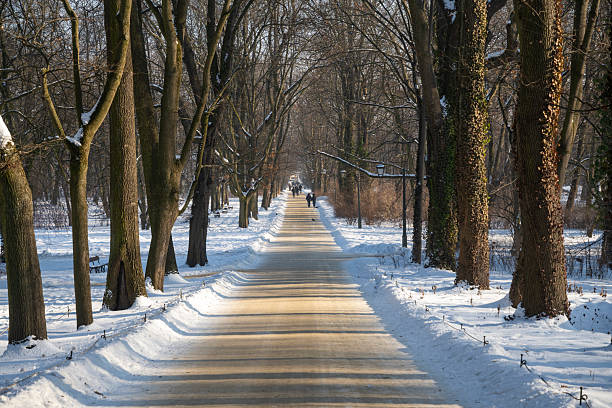 Natural woodland area In Southern Ontario on a snow day.