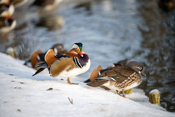 MANDARIN DUCK KOREA  COLOR