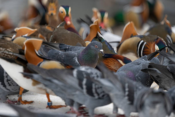 A pigeon appears among numerous ducks clustered on ice during winter in Royal Baths Park, Warsaw, Poland, showing unexpected interaction between bird species in a busy urban wildlife environment.