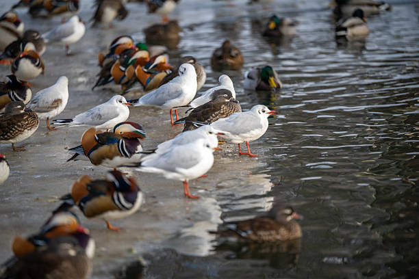 Group of waterfowl including mandarin ducks and gulls resting along the edge of a partially frozen pond in Warsaw’s Royal Baths Park, Poland. Natural wildlife interaction, winter atmosphere, and urban park biodiversity.