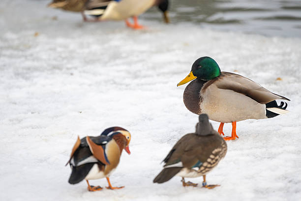 Mallard and mandarin ducks standing on snow-covered ground near a frozen pond in Warsaw’s Royal Baths Park, Poland. Winter wildlife scene showing contrast of colorful plumage against snow in an urban park environment.