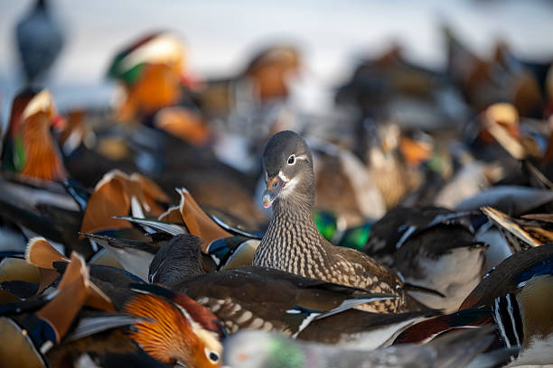 A female mandarin duck occupies the center of a crowded winter scene with mandarin ducks and mallards on a frozen surface in Royal Baths Park, Warsaw, Poland, illustrating coexistence of native and exotic birds.