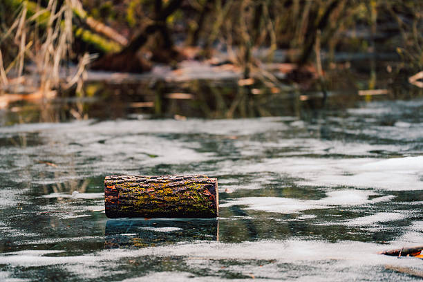 A moss-covered wooden log resting on the icy surface of a frozen pond in a woodland setting, symbolizing winter stillness and natural decay.