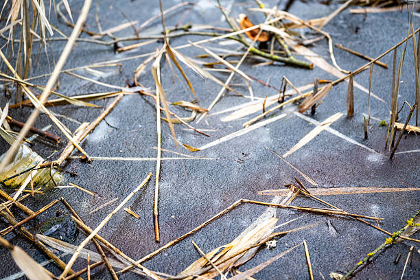 Close-up of a frozen pond surface covered with thin ice, dry reeds, and natural debris, capturing winter textures in a quiet wetland environment.