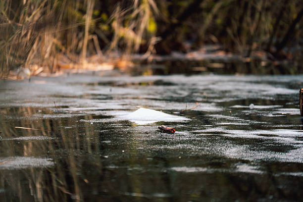 A small ice formation emerging from the frozen surface of a forest pond, surrounded by reeds and reflected trees in a peaceful winter landscape.