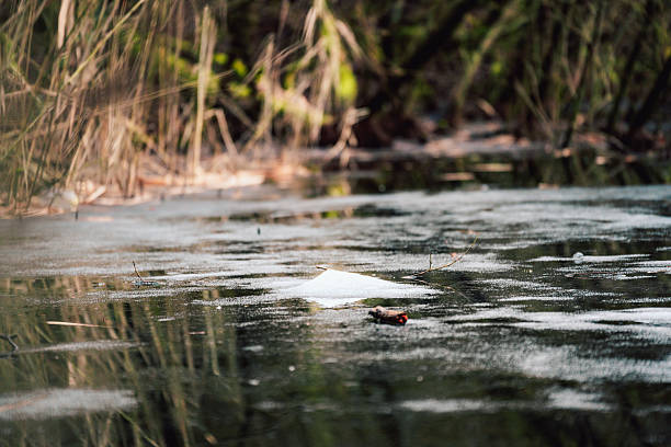 Minimalist winter scene featuring a small ice mound on a frozen wetland pond, with soft reflections and muted natural tones.