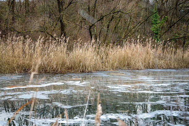 Tall dry reeds lining the edge of a frozen wetland pond, with bare trees in the background, capturing a serene winter environment.
