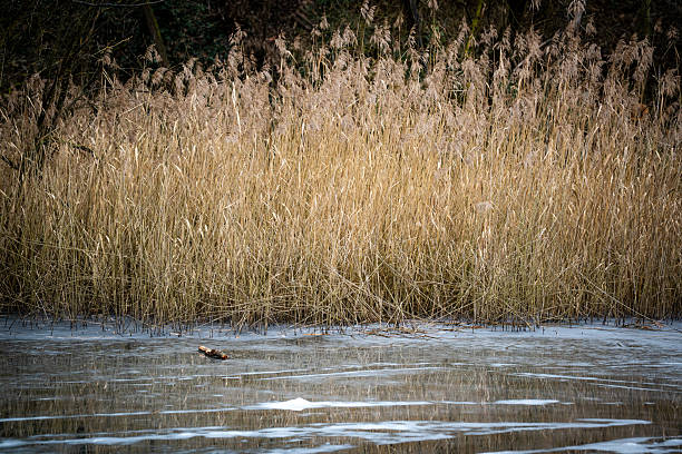 A dense line of tall dry reeds bordering a frozen wetland pond, reflecting winter stillness and natural textures.