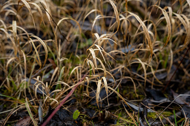 Dry grass bending over a forest floor covered with fallen leaves, capturing late autumn or early winter woodland atmosphere.