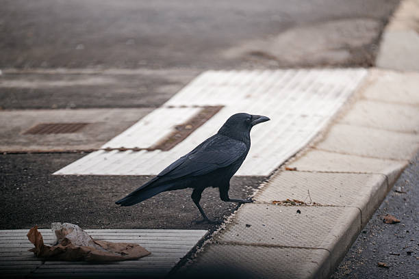 A black crow standing on the edge of a pedestrian crossing in an urban street environment, captured in a quiet moment.