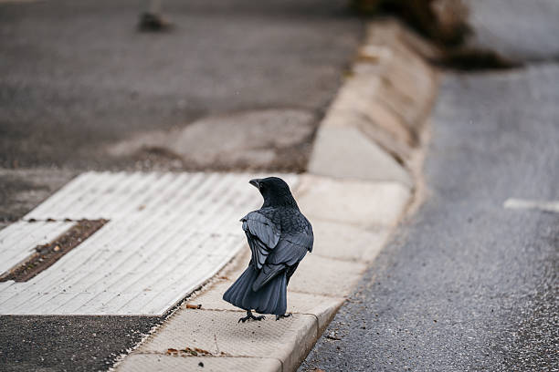 A solitary crow perched on a sidewalk next to a crosswalk, highlighting wildlife presence in an urban setting.