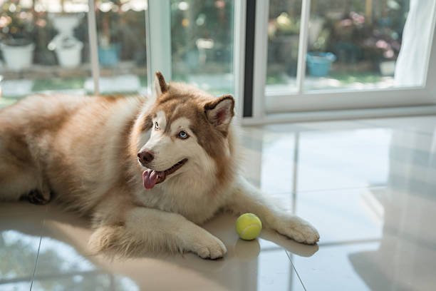 Siberian Husky enjoys a playful moment, chewing on a tennis ball with excitement and energy. With its thick fur and bright eyes, the dog captures the spirited nature of the breed, radiating joy in a relaxed, playful setting.
