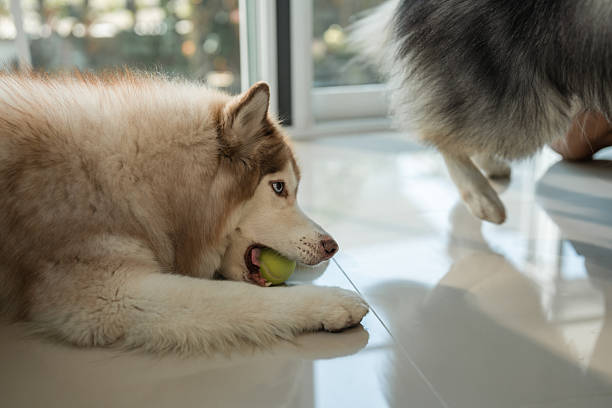 Siberian Husky enjoys a playful moment, chewing on a tennis ball with excitement and energy. With its thick fur and bright eyes, the dog captures the spirited nature of the breed, radiating joy in a relaxed, playful setting.