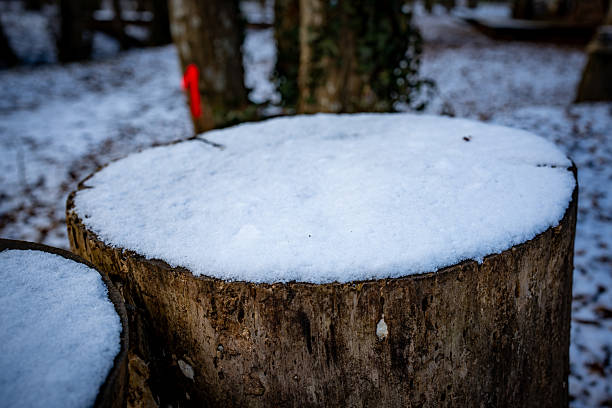 Close-up view of a tree stump topped with snow in a winter forest, highlighting natural textures and cold seasonal atmosphere.