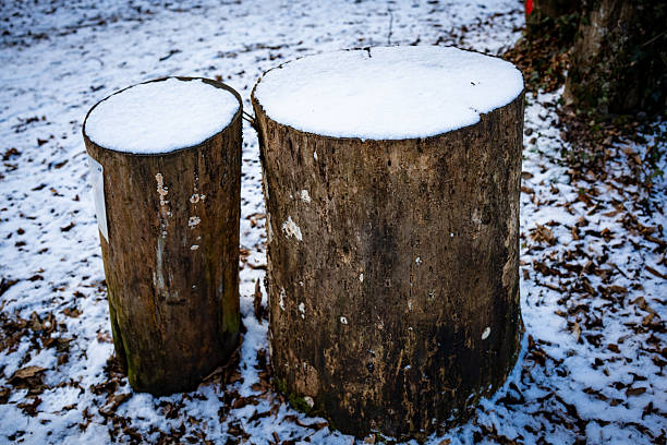 Two cut tree stumps covered with fresh snow stand in a forest during winter, showing textures of wood and seasonal contrast.