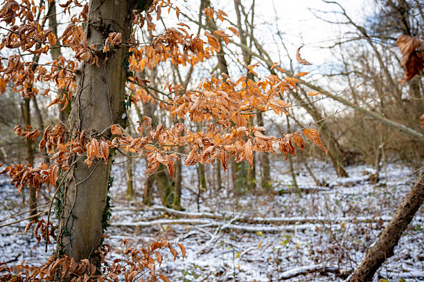 Dry brown leaves remain on tree branches in a deciduous forest during winter, with light snow covering the ground in the background.