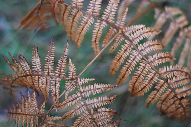 Bracken in a woodland in winter