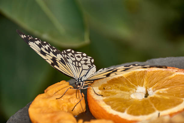 A paper kite butterfly perches delicately on a slice of orange, revealing the intricate black lace pattern on its translucent white wings. The composition highlights the contrast between the insect's fragility and the vibrant texture of the citrus fruit, creating a serene image ideal for projects related to biology, wellness, or advertising natural products
