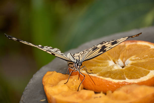 A paper kite butterfly perches delicately on a slice of orange, revealing the intricate black lace pattern on its translucent white wings. The composition highlights the contrast between the insect's fragility and the vibrant texture of the citrus fruit, creating a serene image ideal for projects related to biology, wellness, or advertising natural products