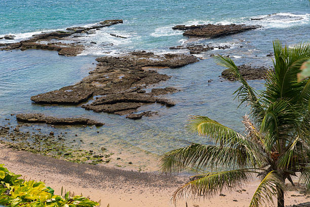 Aerial view of the lush coastal vegetation meeting the crystal-clear waters of the sea in the Barra region of Salvador.