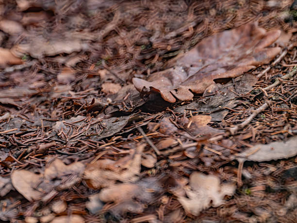 forest turf with fallen leaves and Christmas tree needles