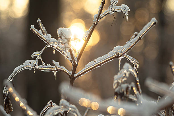 An icy silhouette glows against a radiant, blurred background of warm tones.