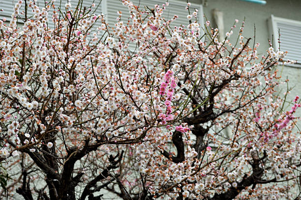 Plum blossom season starts in late January and lasts until March in Japan. In spite of severe cold climate, plum flowers are brave enough to start decorating bare branches of plum trees in our parks and gardens with red, pink and white blossoms, hinting to us that spring is around the corner, which is very encouraging to us Japanese who have endured cold winter with few flowers to please our eyes. They start blooming in cold weather, prior to the cherry blossom season.