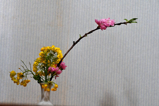 Plum blossom season starts in late January and lasts until March in Japan. In spite of severe cold climate, plum flowers are brave enough to start decorating bare branches of plum trees in our parks and gardens with red, pink and white blossoms, hinting to us that spring is around the corner, which is very encouraging to us Japanese who have endured cold winter with few flowers to please our eyes. They start blooming in cold weather, prior to the cherry blossom season.