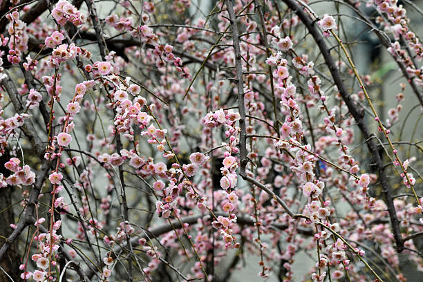 Close-up of the peach blossom with blurred colorful lighting in the background. Chinese New Year Season. Springtime.
