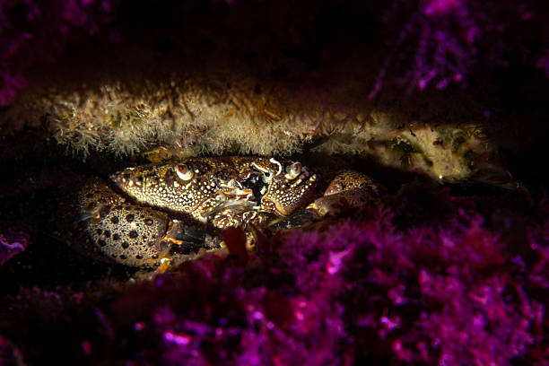 Warty Crab (Eriphia verrucosa) hiding among purple algae in the Marmara Sea