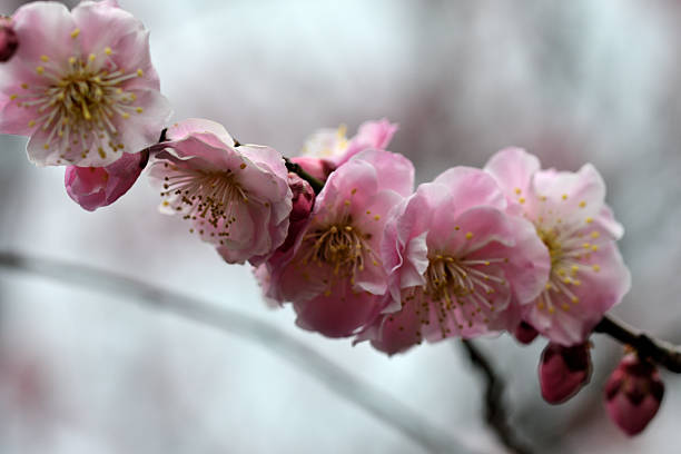 Plum blossom season starts in late January and lasts until March in Japan. In spite of severe cold climate, plum flowers are brave enough to start decorating bare branches of plum trees in our parks and gardens with red, pink and white blossoms, hinting to us that spring is around the corner, which is very encouraging to us Japanese who have endured cold winter with few flowers to please our eyes. They start blooming in cold weather, prior to the cherry blossom season.