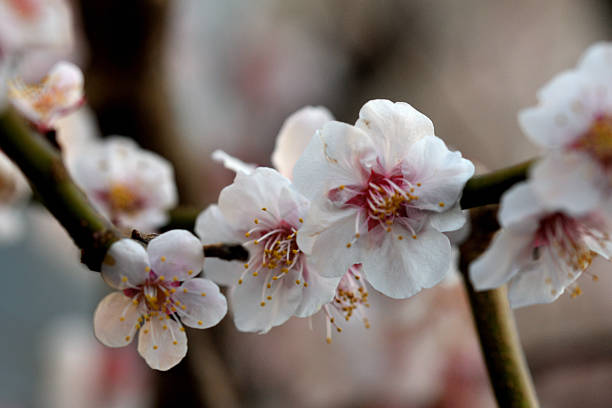 Plum blossom season starts in late January and lasts until March in Japan. In spite of severe cold climate, plum flowers are brave enough to start decorating bare branches of plum trees in our parks and gardens with red, pink and white blossoms, hinting to us that spring is around the corner, which is very encouraging to us Japanese who have endured cold winter with few flowers to please our eyes. They start blooming in cold weather, prior to the cherry blossom season.