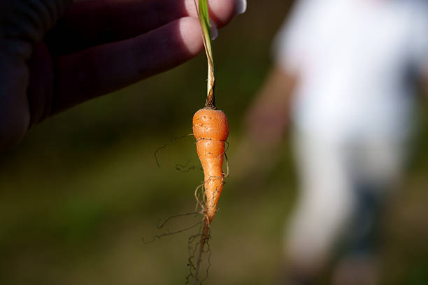 Tiny carrot display, Homemade fresh carrot in hand, Fingers hold tiny freshly gathered carrot with leafy top, Rustic scene of gardener gently showcasing freshly picked small carrot in sunlight.