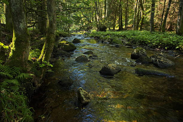 River Kalte Bode at Elend, Harz District, Saxony-Anhalt, Germany, Europe