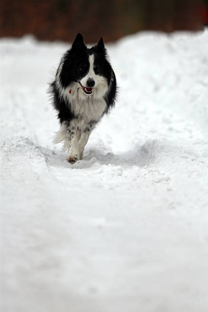 Energetic Black and White Dog Running in Winter Snow