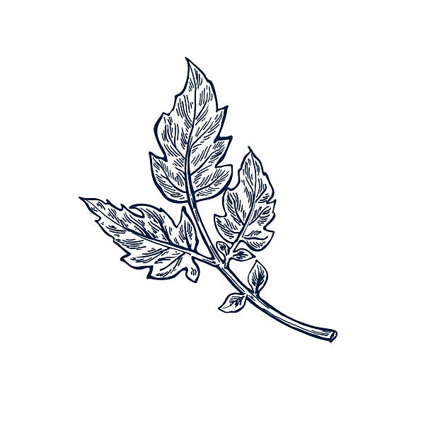 Tomato tree branch hand drawn Isolated vector illustration. Health food produce. Greeting card templates, restaurant menu, packaging. Detailed botanical sketches. Pencil drawing. Engraving style