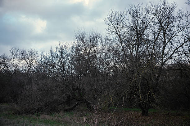 Landscape of a dormant forest with twisted branches under a cloudy gray sky