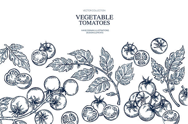 Cherry tomatoes, tree branch, leaf hand drawn Isolated vector illustration banner. Health food produce. Greeting card templates, restaurant menu. Detailed botanical sketches. Engraving style