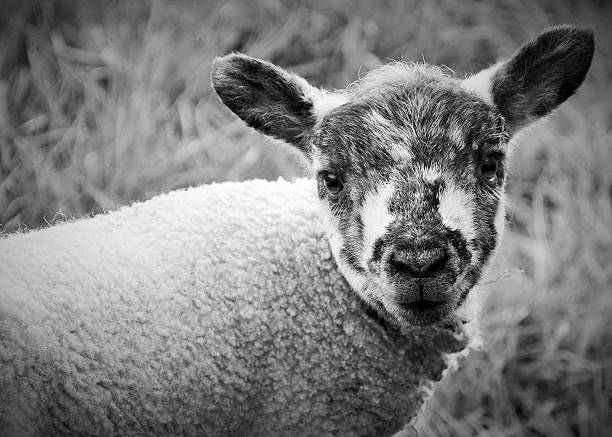 Flock of sheep in a rural field, one loking at the camera, 35mm film.