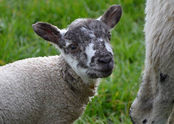 Young lamb in field by mother