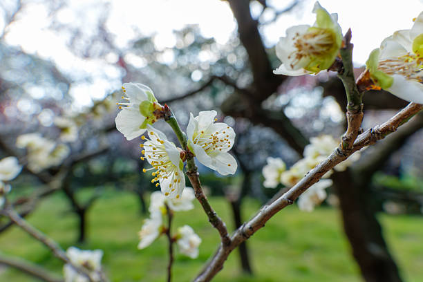 Close-up of delicate white plum blossoms (Ume) blooming on a dark branch with a soft green blurred background of a Japanese garden.